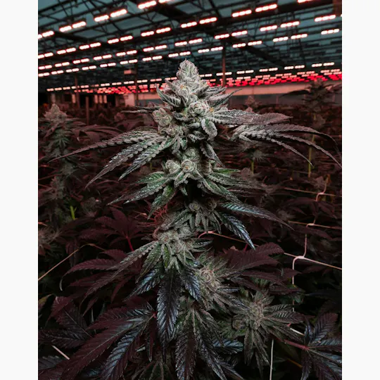 Quiet Kings - Grape Soda | Big Buds | 3.5g - 1