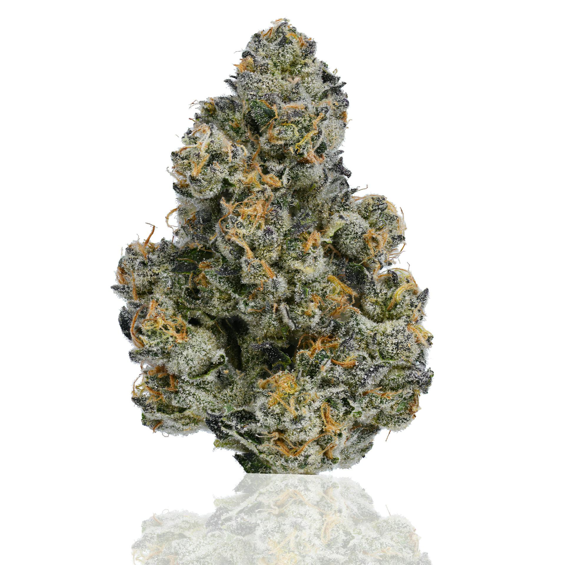 CAM - CAM | Bubba's Girl | Big Buds | 14g - 1