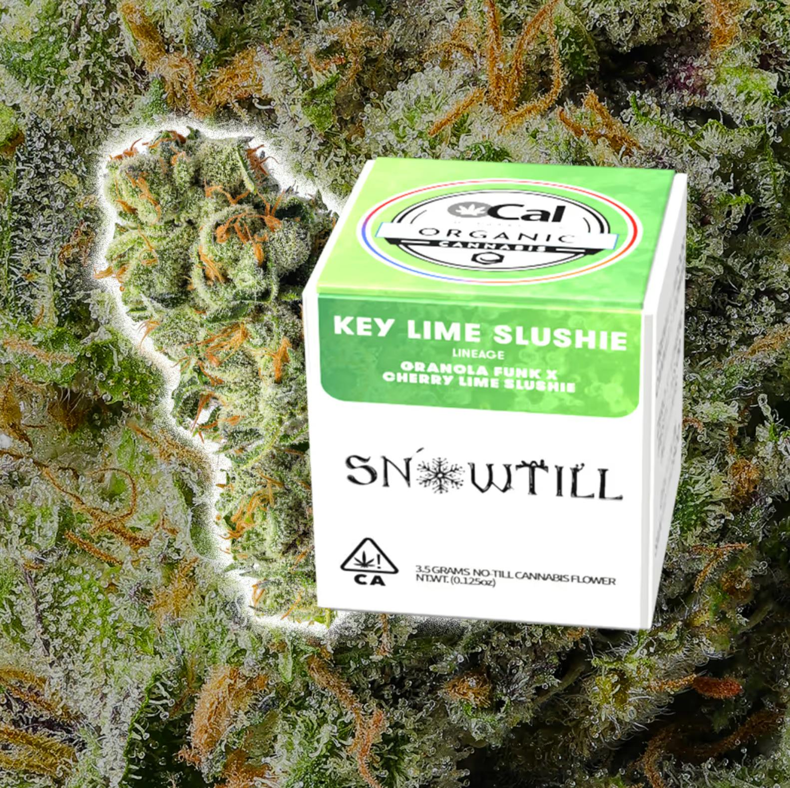 Snowtill - Keylime Slushie | Big Buds | 3.5g - 1