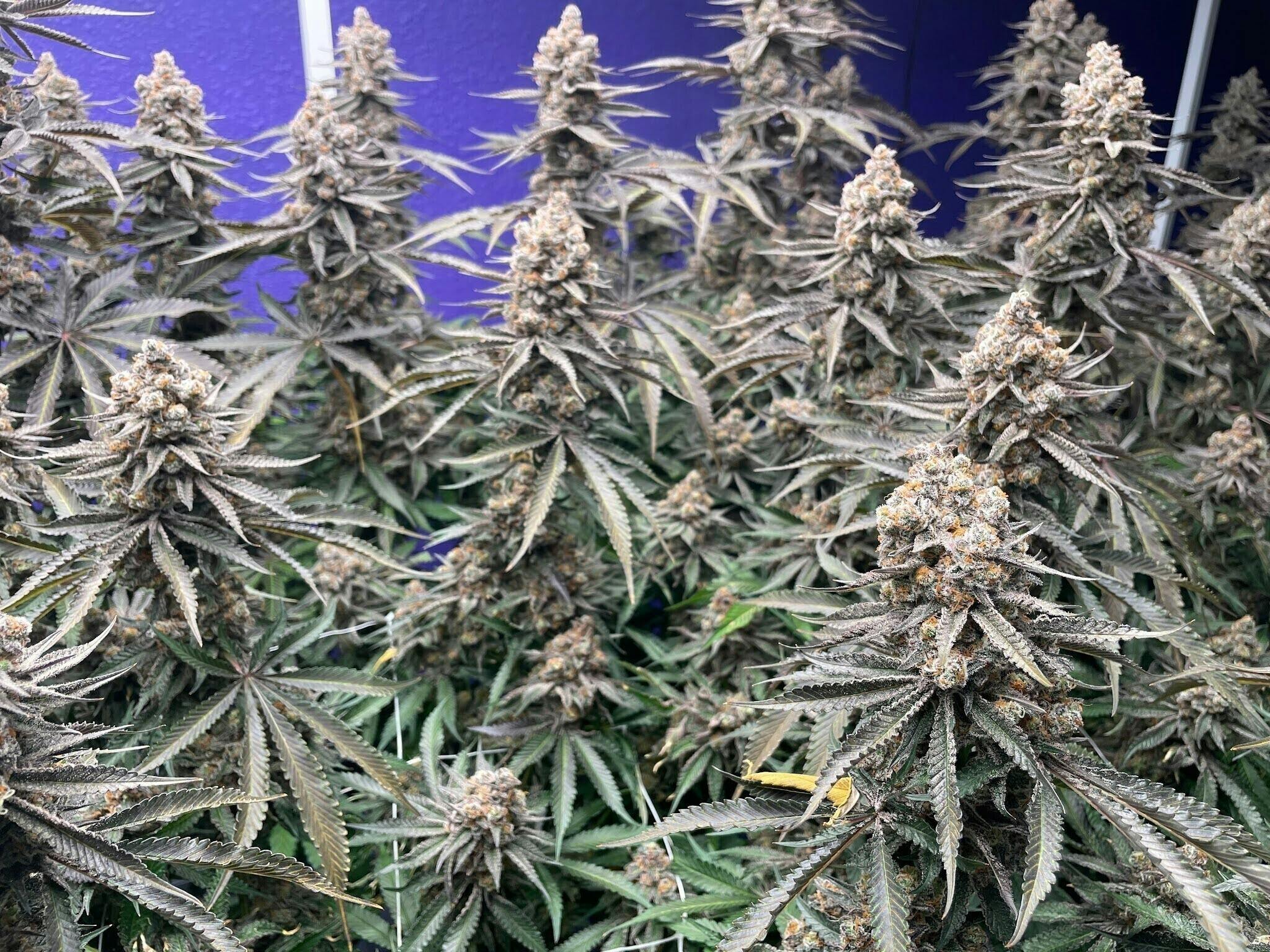 Delta Bud Company - Nana Sandwich | Flower | 7G - 1