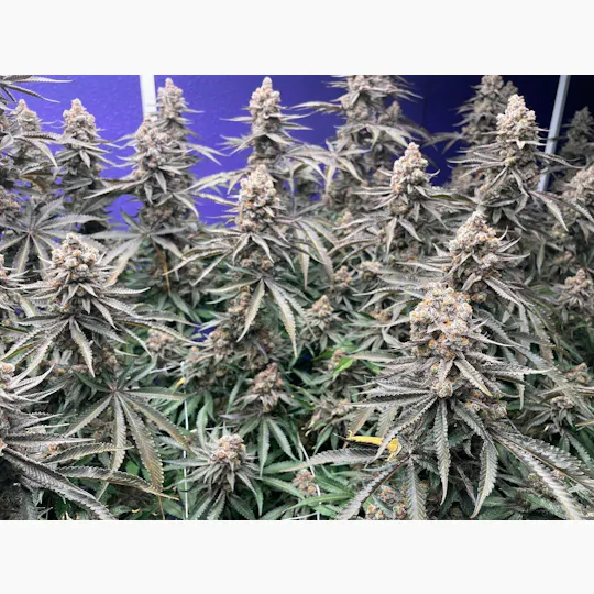 Delta Bud Company - Nana Sandwich | Flower | 7G - 1
