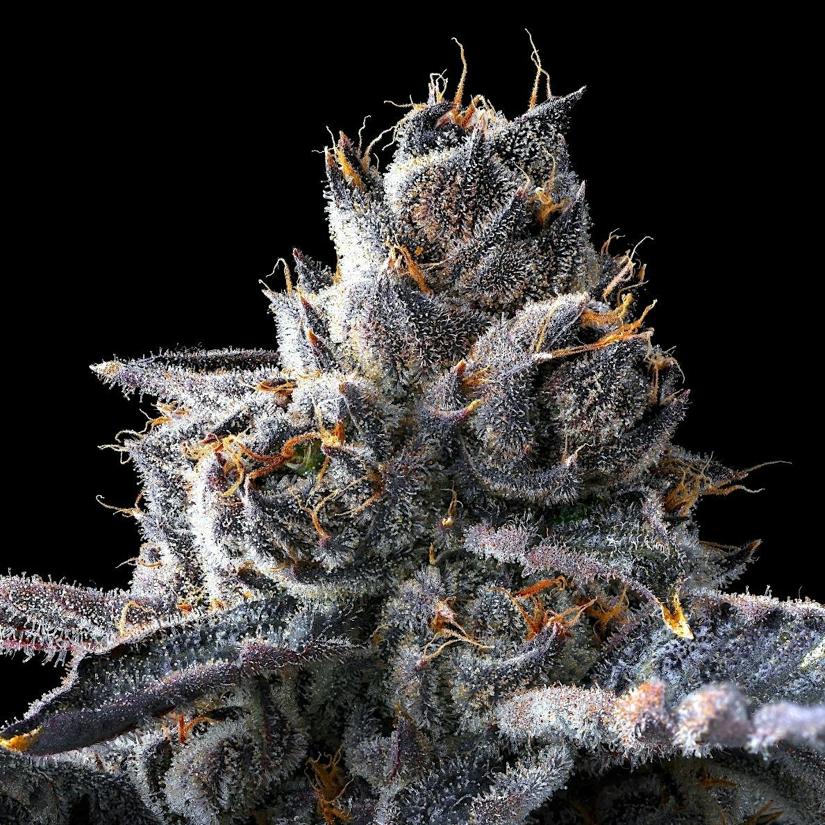 Maven Genetics - Maven Genetics | New Money #5 | Big Buds | 3.5g - 1