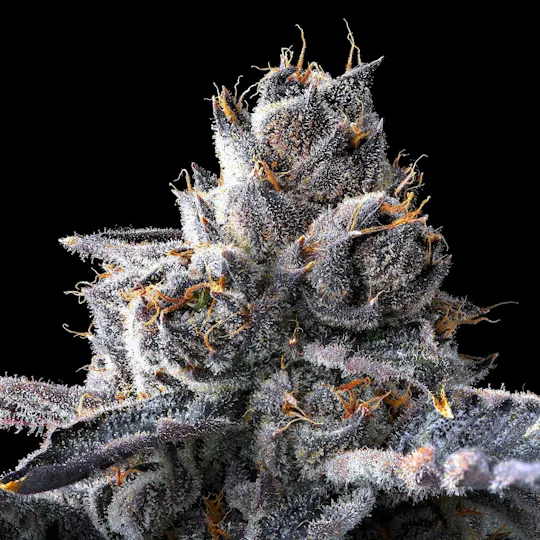 Maven Genetics - Maven Genetics | New Money #5 | Big Buds | 3.5g - 1
