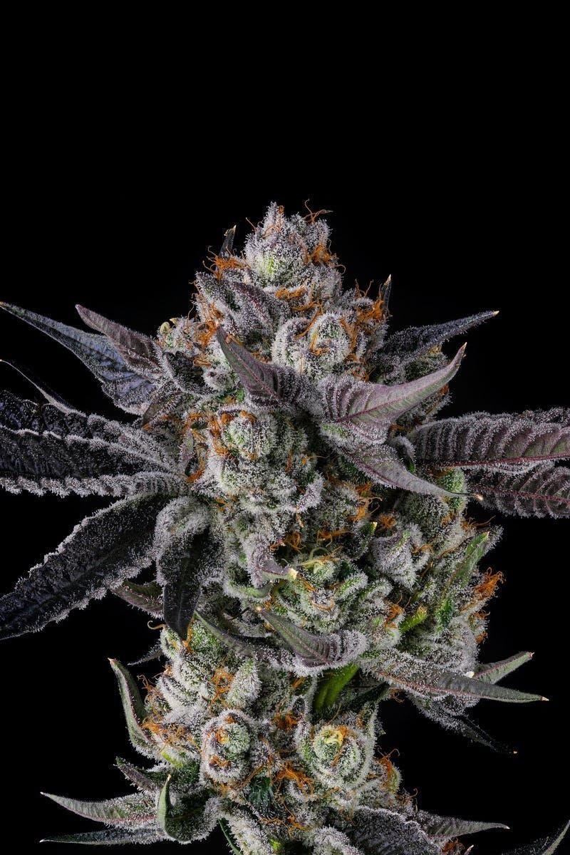 Decibel Gardens - Omerta OG | Indoor Flower | 3.5g - 1