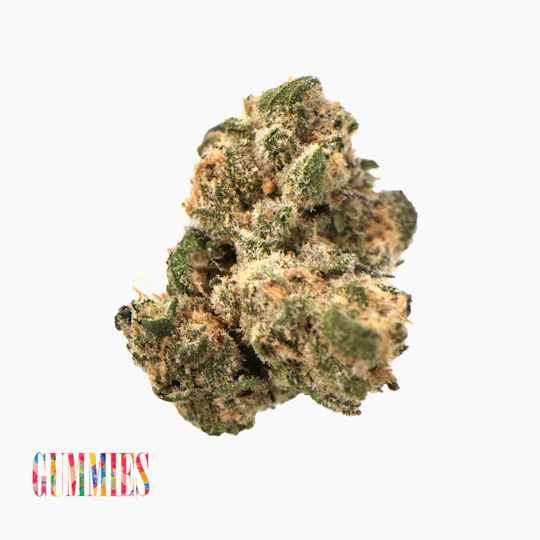 Traditional - Traditional - Gummies 3.5g - 1