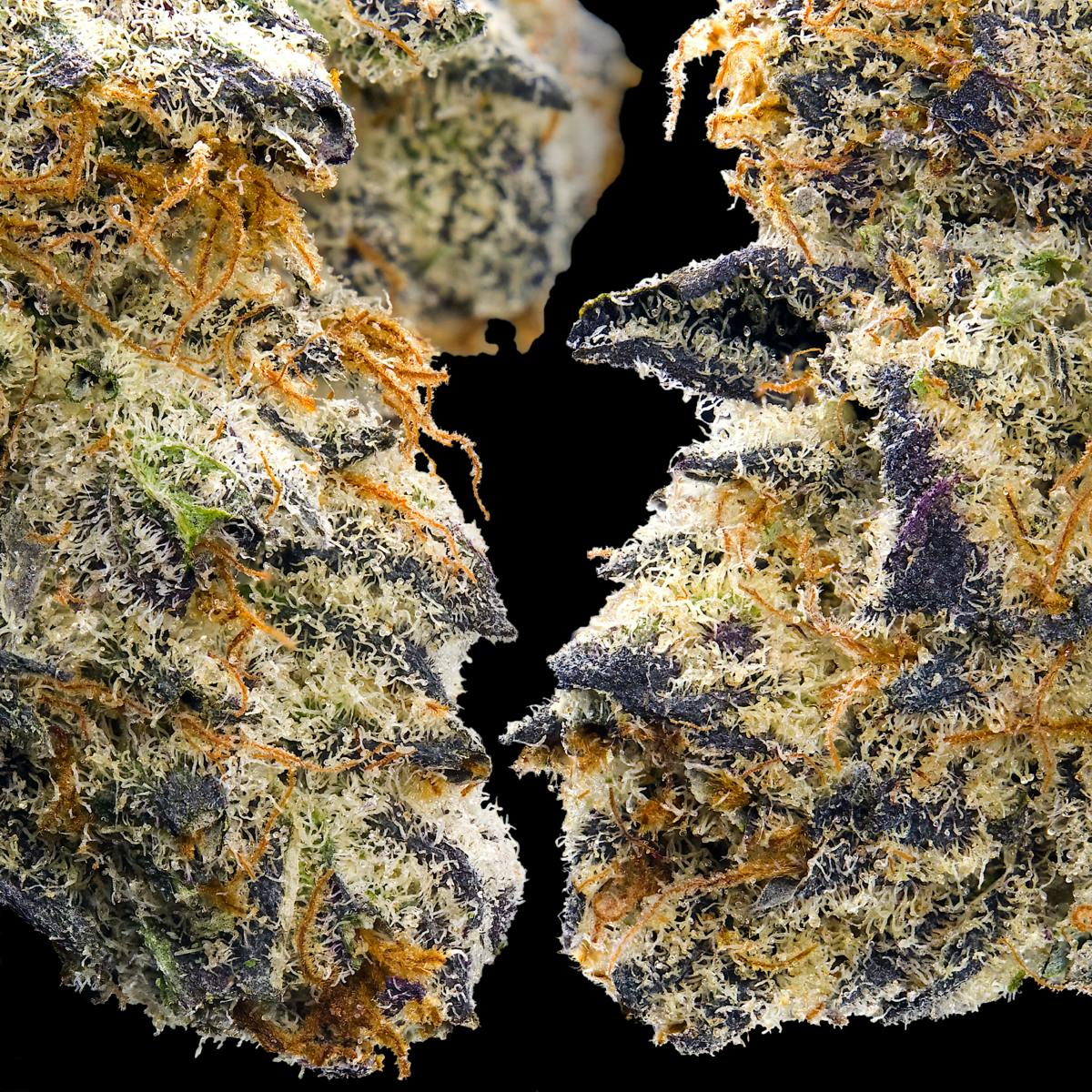 Maven Genetics - Sour Sangria - 1