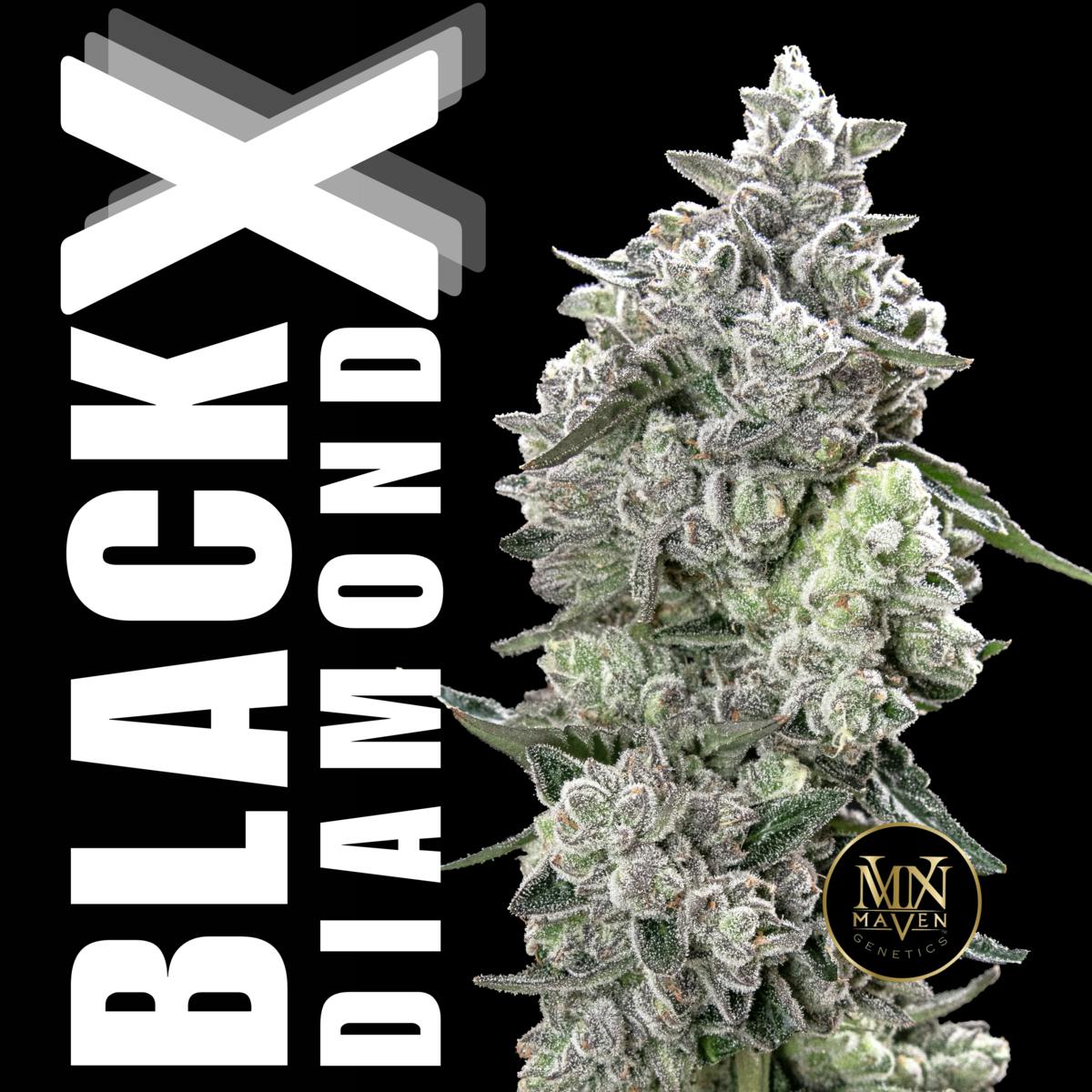 Maven Genetics - Black Diamond X Pre-Roll 5-Pack [2.5g] - 1