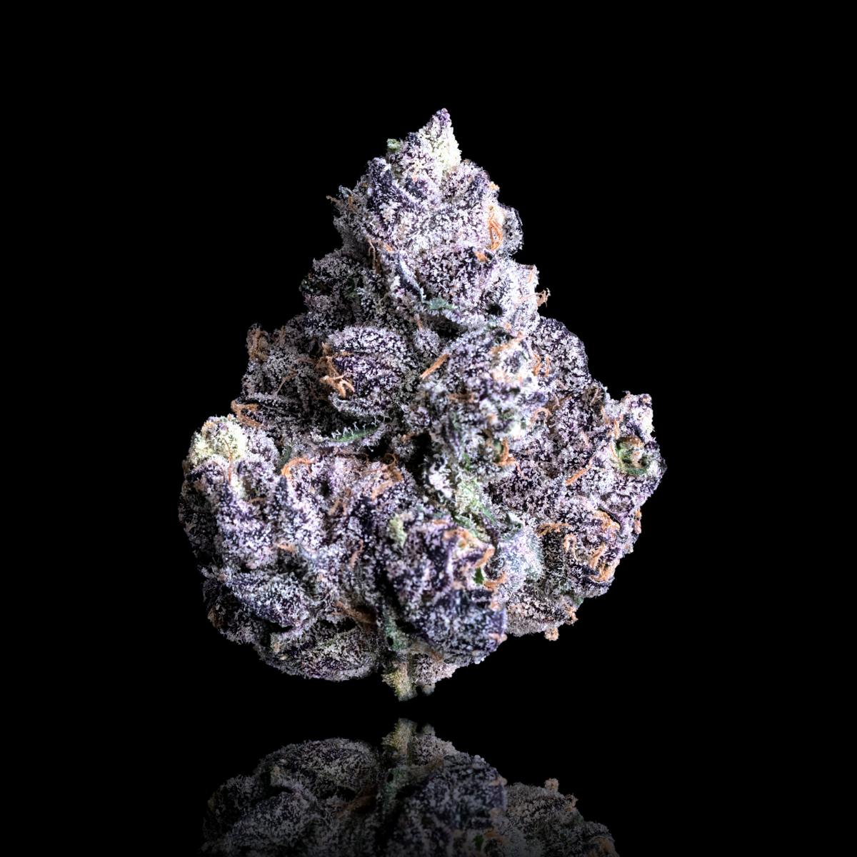 Maven Genetics - Prizm - 1