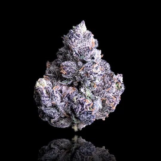 Maven Genetics - Prizm - 1
