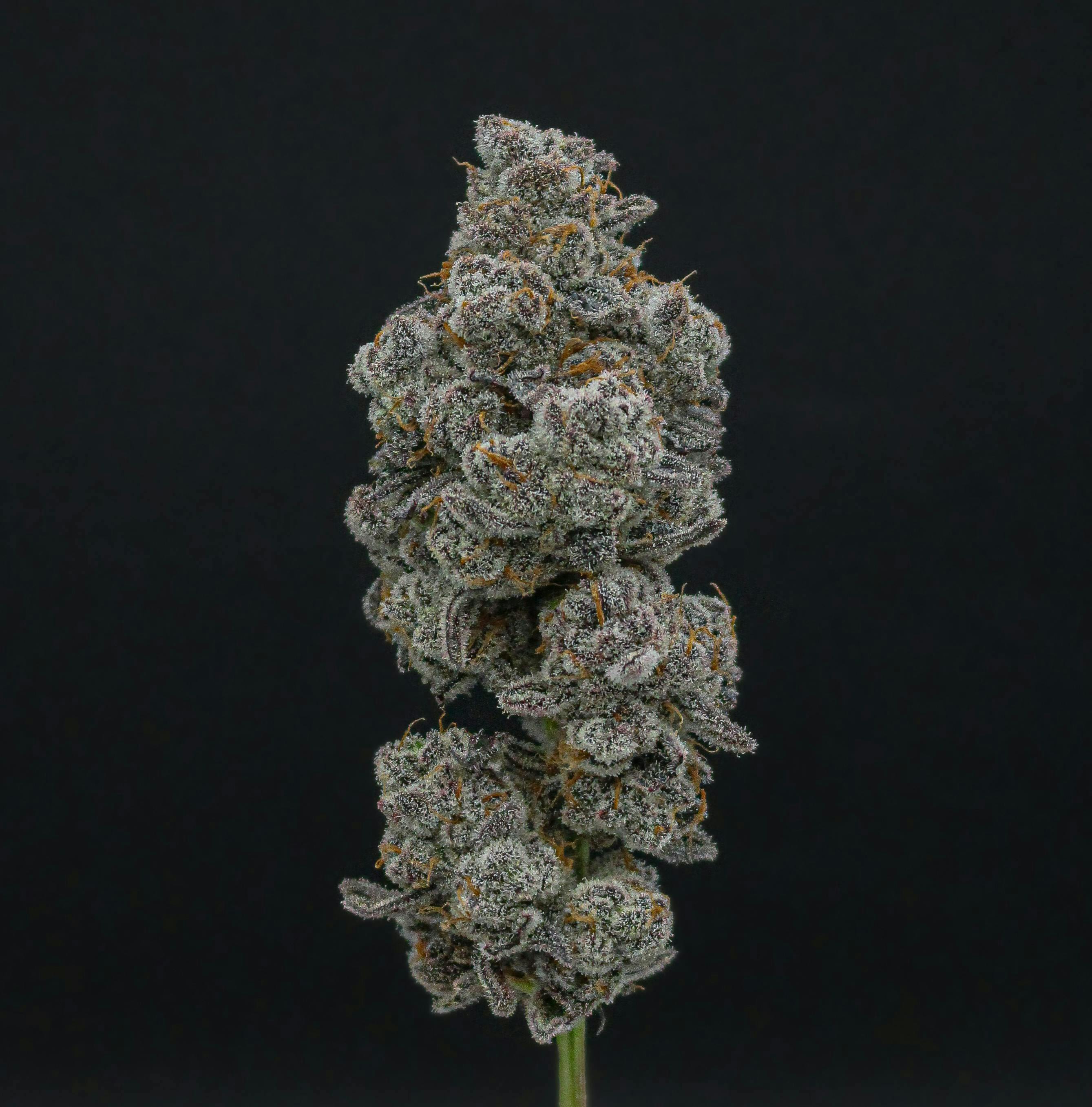 Green Dynasty - Glitter Bomb | Smalls | 14g - 1