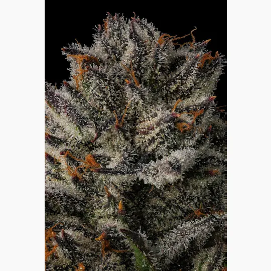 Decibel Gardens - Grape Punch | Indoor Flower | 3.5g - 1