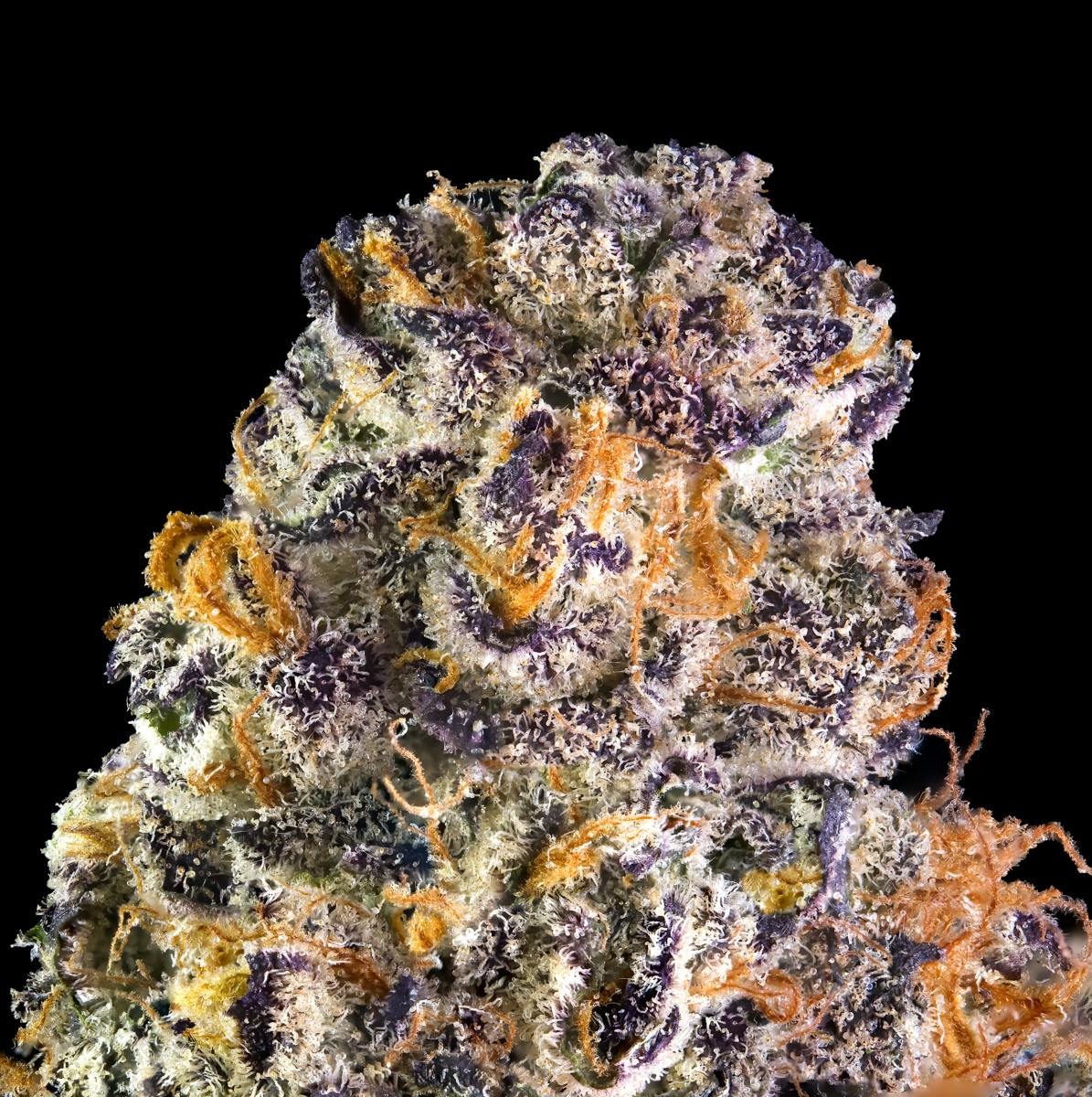 Maven Genetics - Key Lime Jack - 1