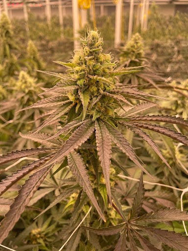 Delta Bud Company - Good Weed | Flower | 3.5G - 1