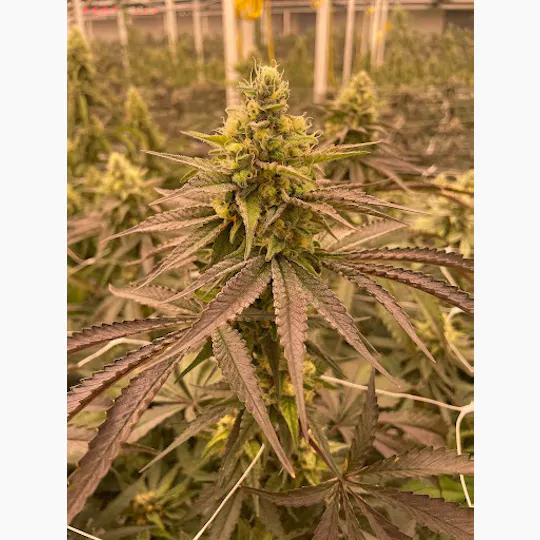 Delta Bud Company - Good Weed | Flower | 3.5G - 1