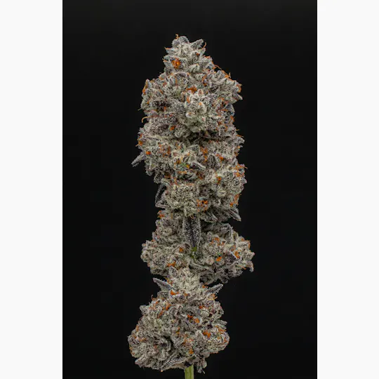 Green Dynasty - Black Runtz | Joint | 1g - 1