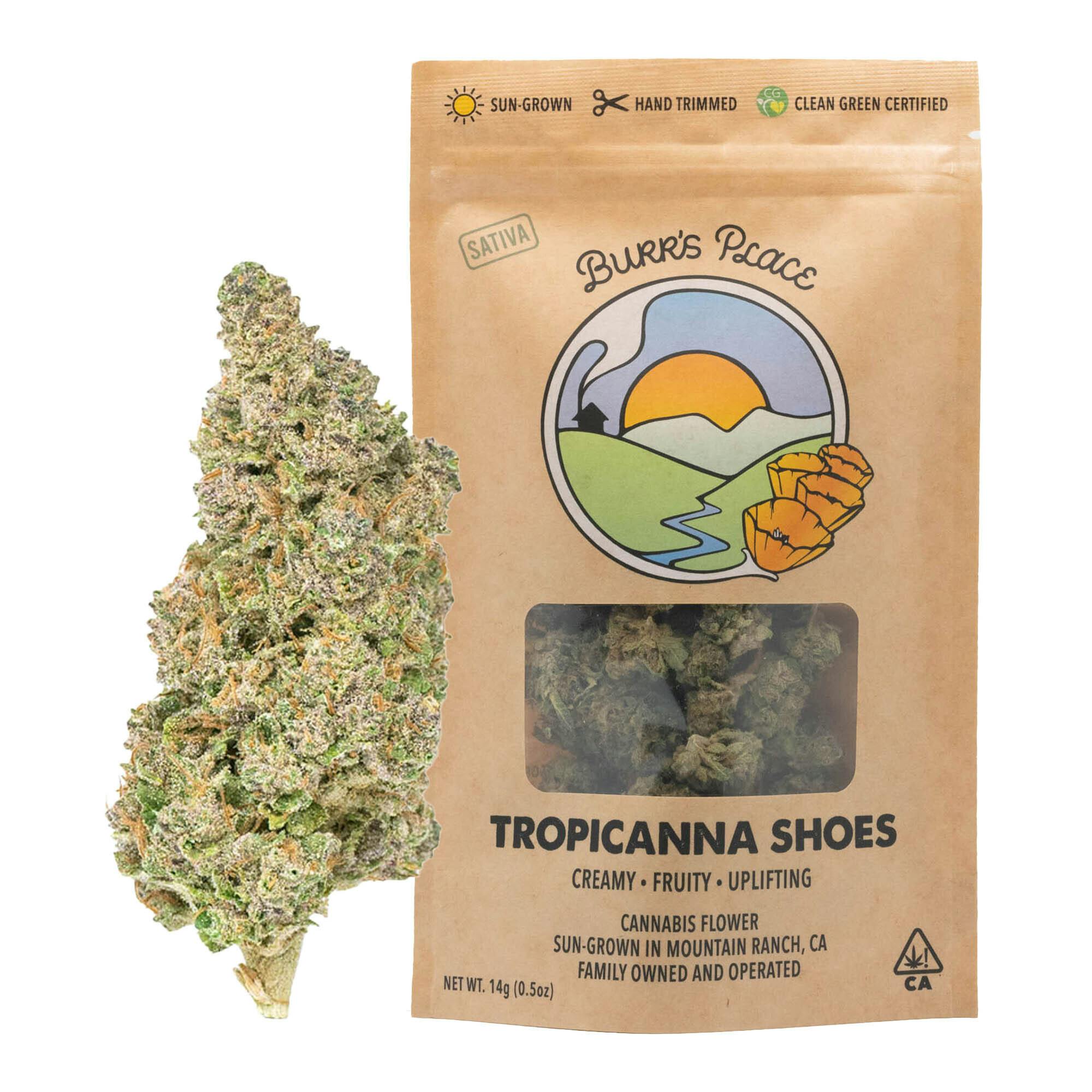 Burr's Place - Tropicanna Shoes | Big Buds | 14g - 1