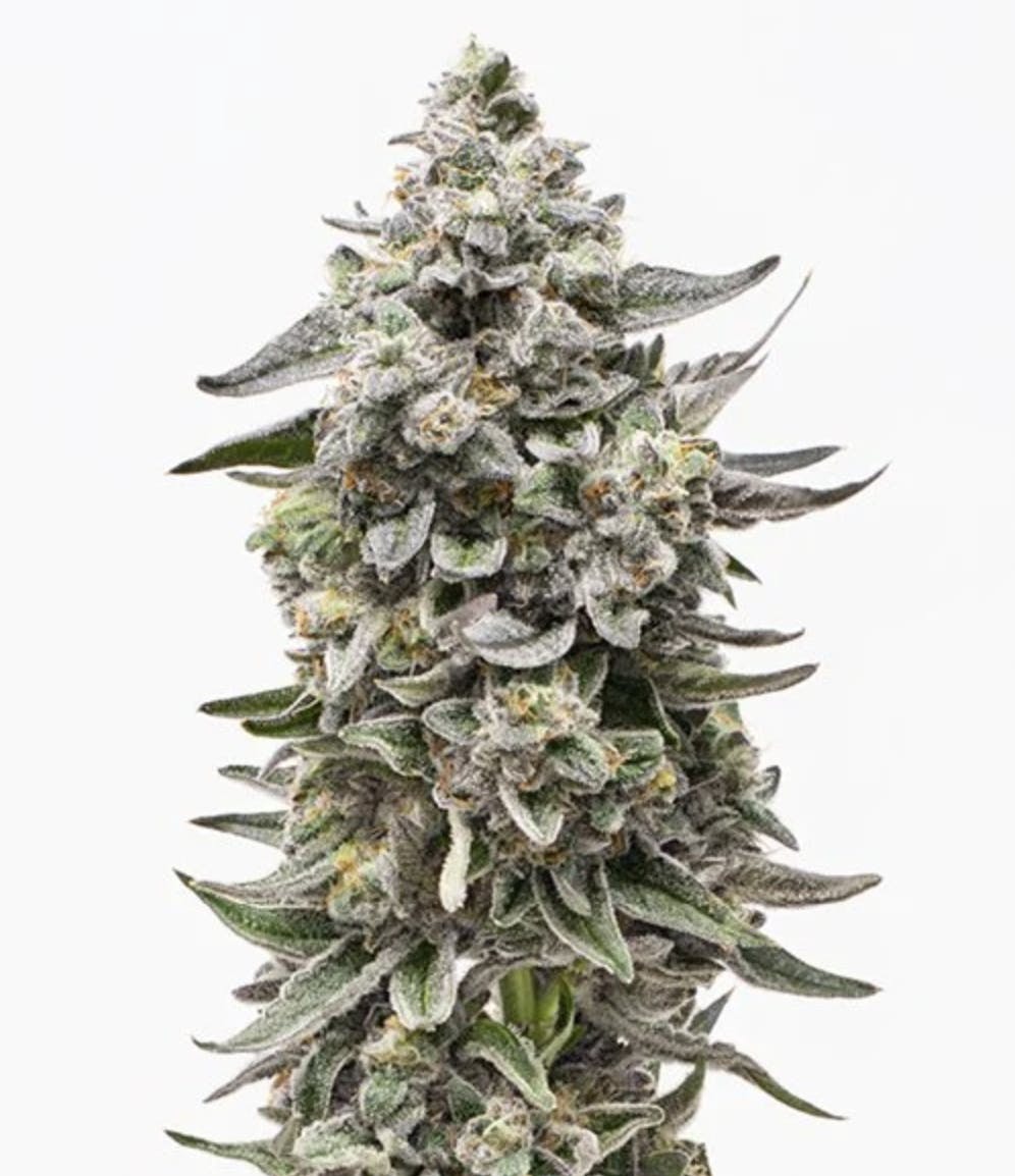 Grown Rogue - Grown Rogue | Blue Runtz | Flower - 1