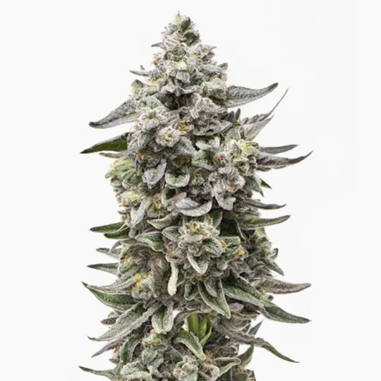 Grown Rogue - Grown Rogue | Blue Runtz | Flower - 1