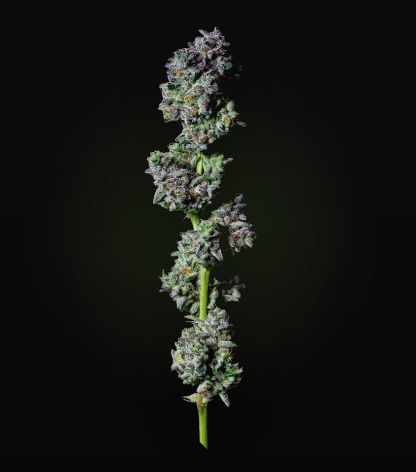 AltSol - Platinum TK | Big Buds | 28g - 1