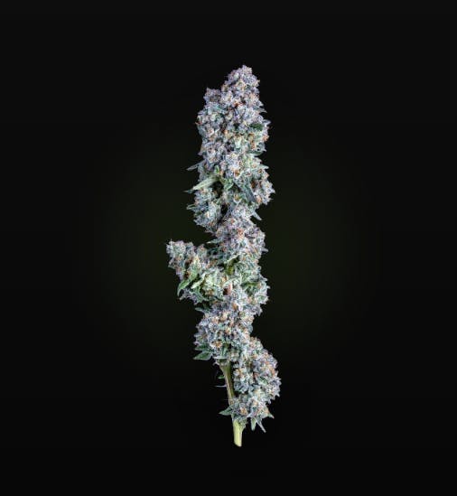 AltSol - Chadberry | Big Buds | 14g - 1