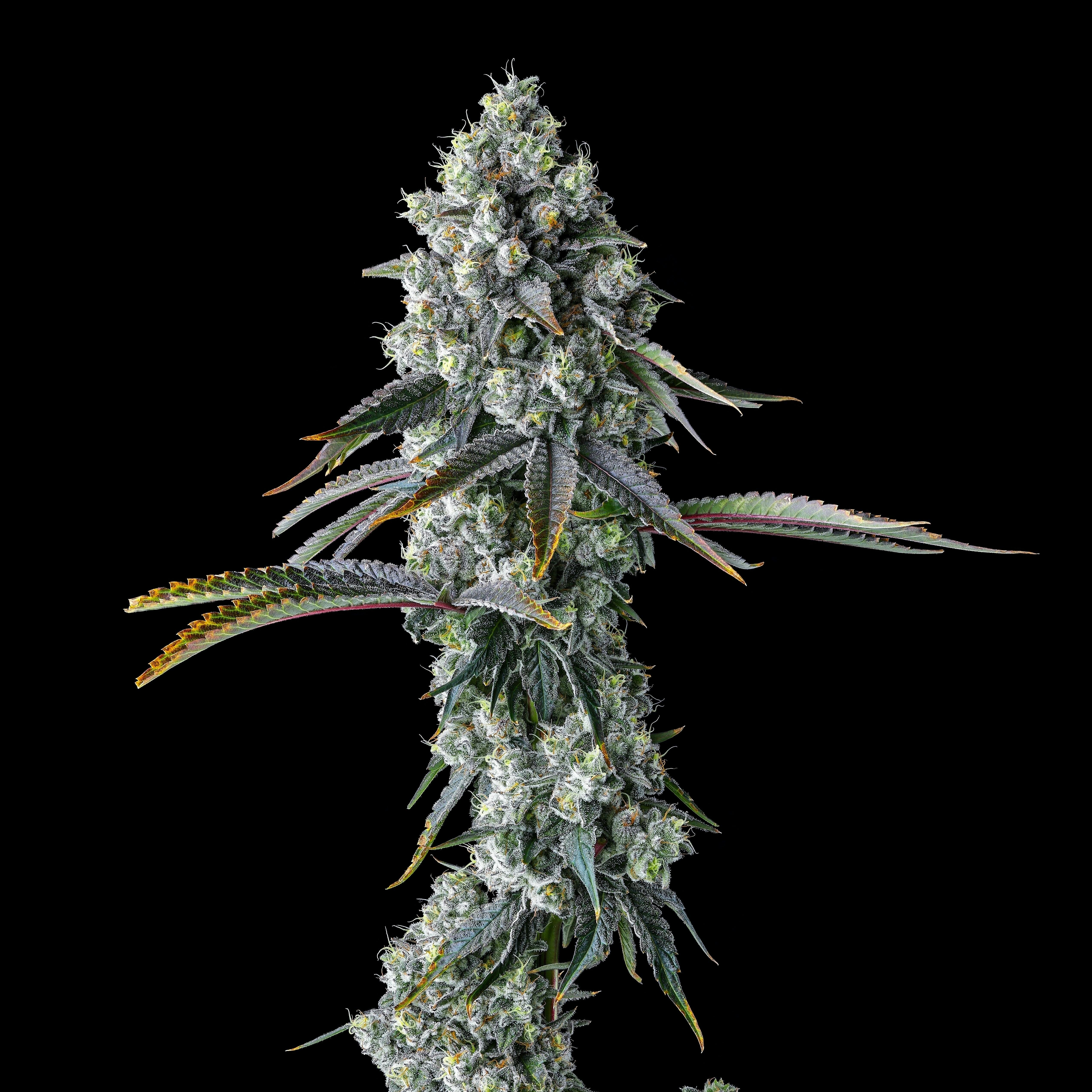 Maven Genetics - Chem 51 Gold Blend - 1