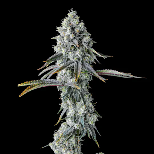 Maven Genetics - Chem 51 Gold Blend - 1