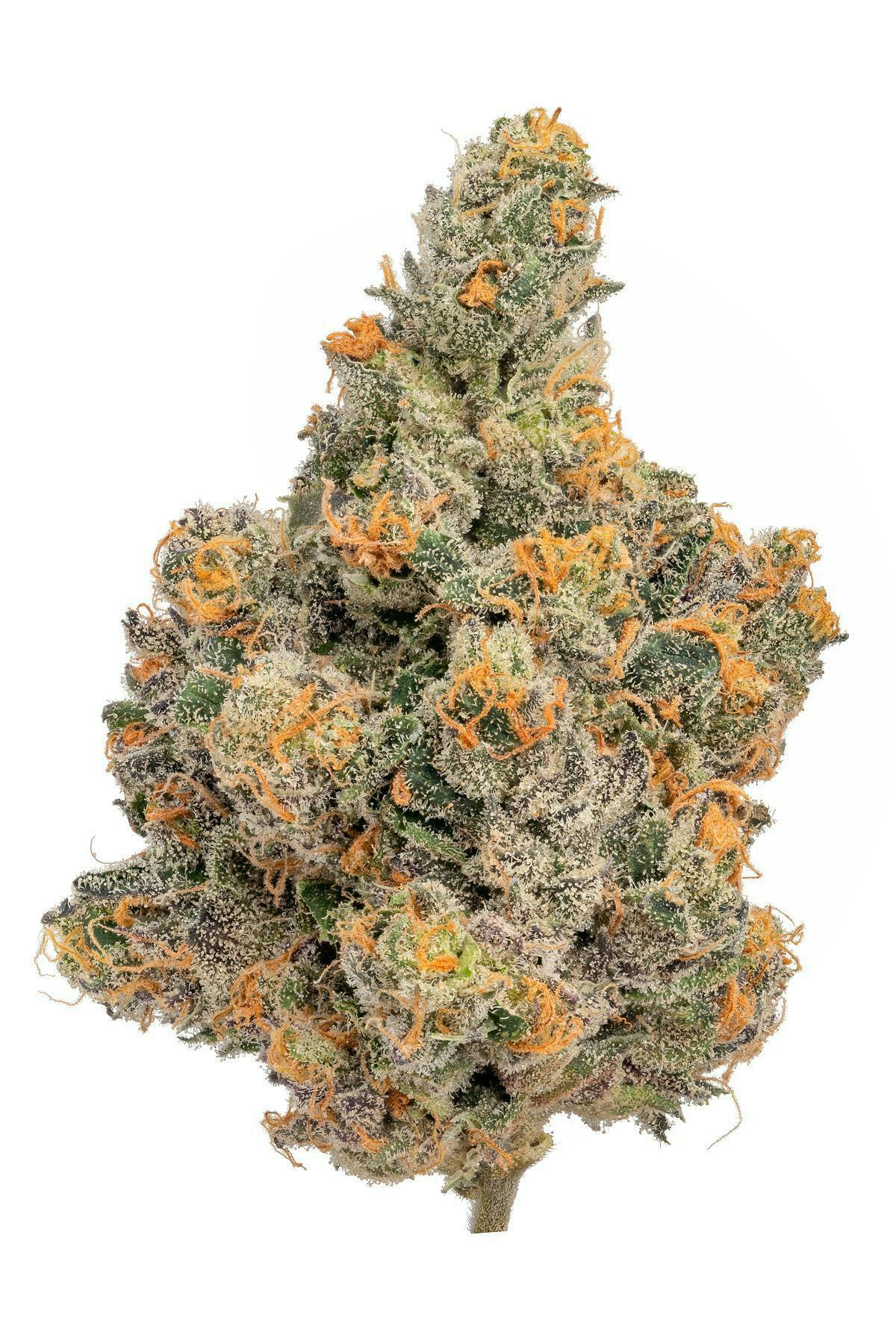 Zero Gravity Cannabis - Flower - Vanilla Frosting 65/35 Indica Dominant - 1