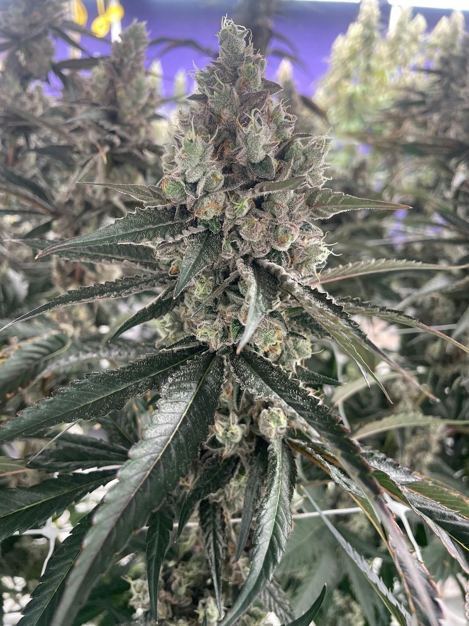 Delta Bud Company - Gary Burger | Flower | 7G - 1