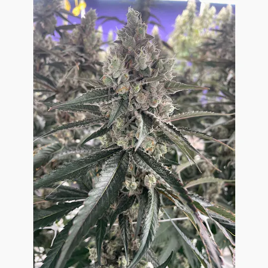Delta Bud Company - Gary Burger | Flower | 7G - 1