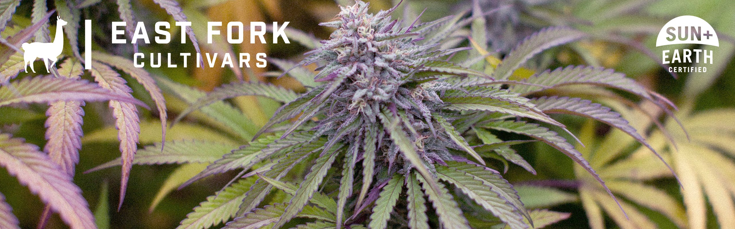 East Fork Cultivars brand banner