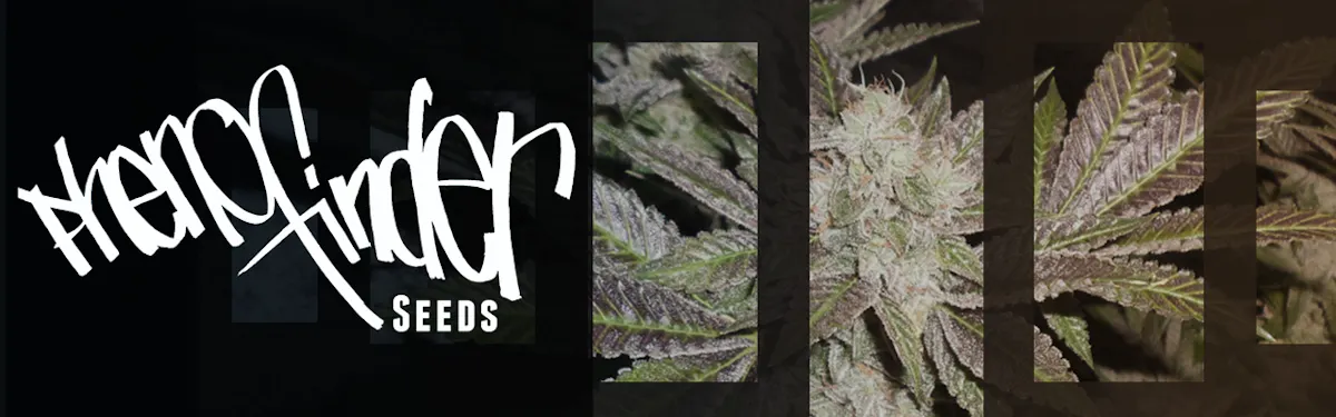 Phenofinder Seeds brand banner