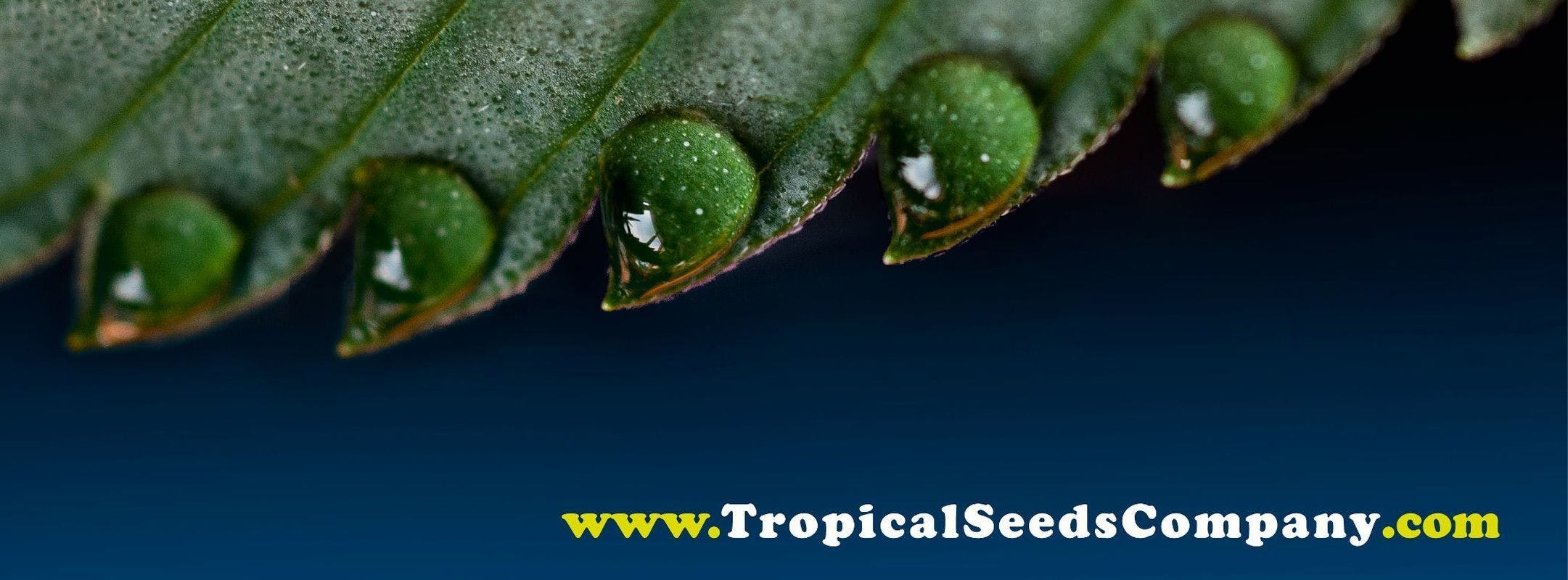Tropical Seeds Company brand banner