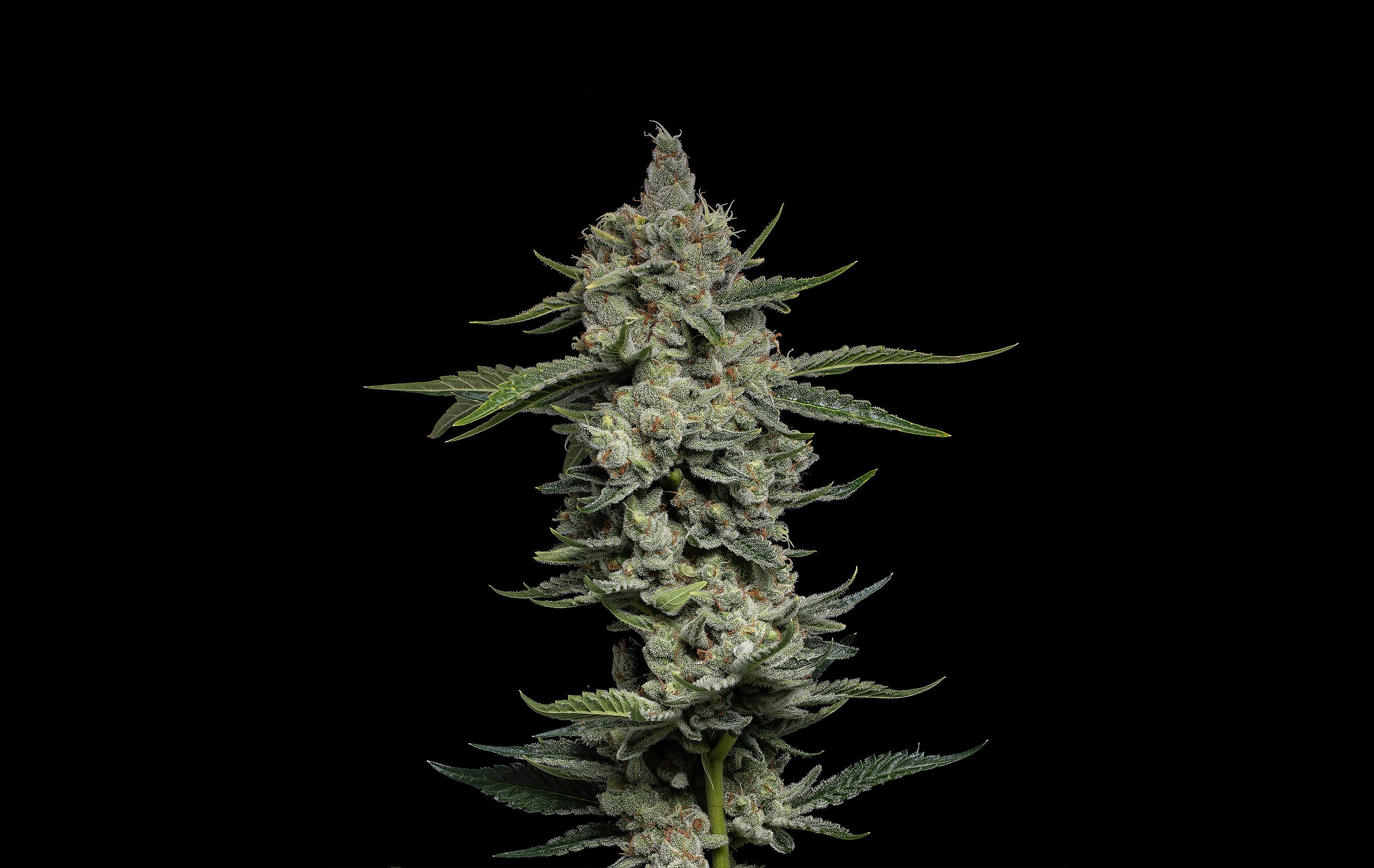 Trichome Farms brand banner