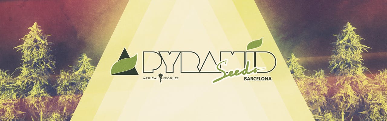 Pyramid Seeds Bank brand banner