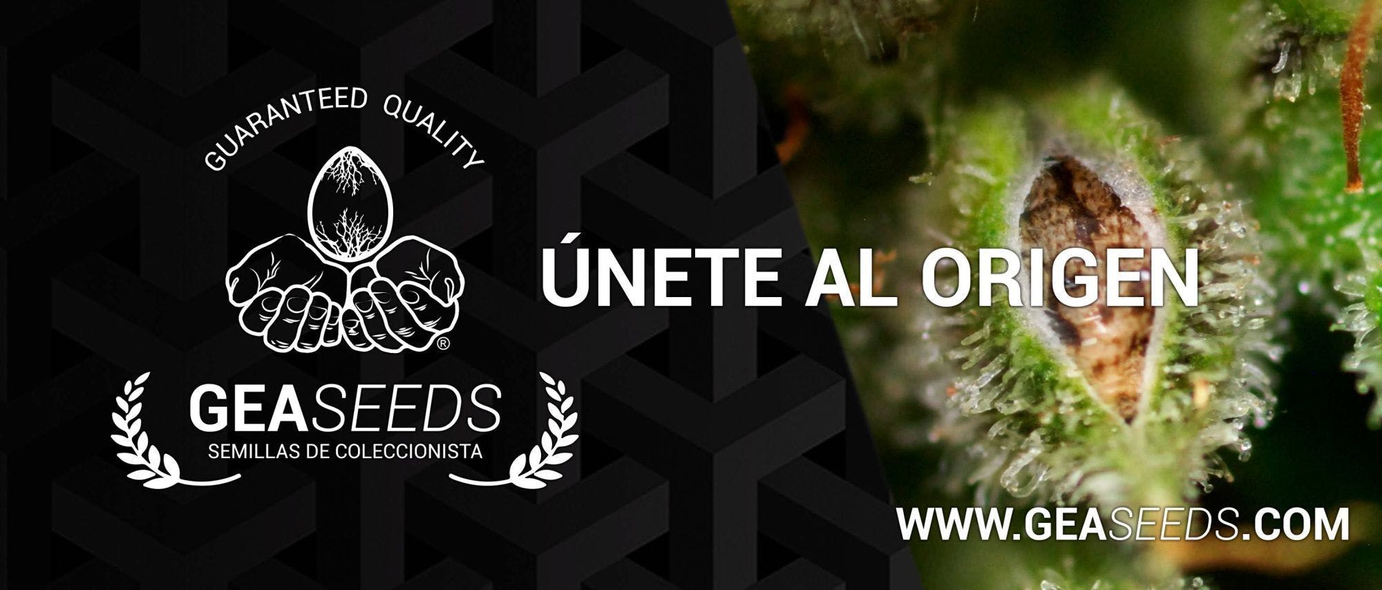 Gea Seeds brand banner