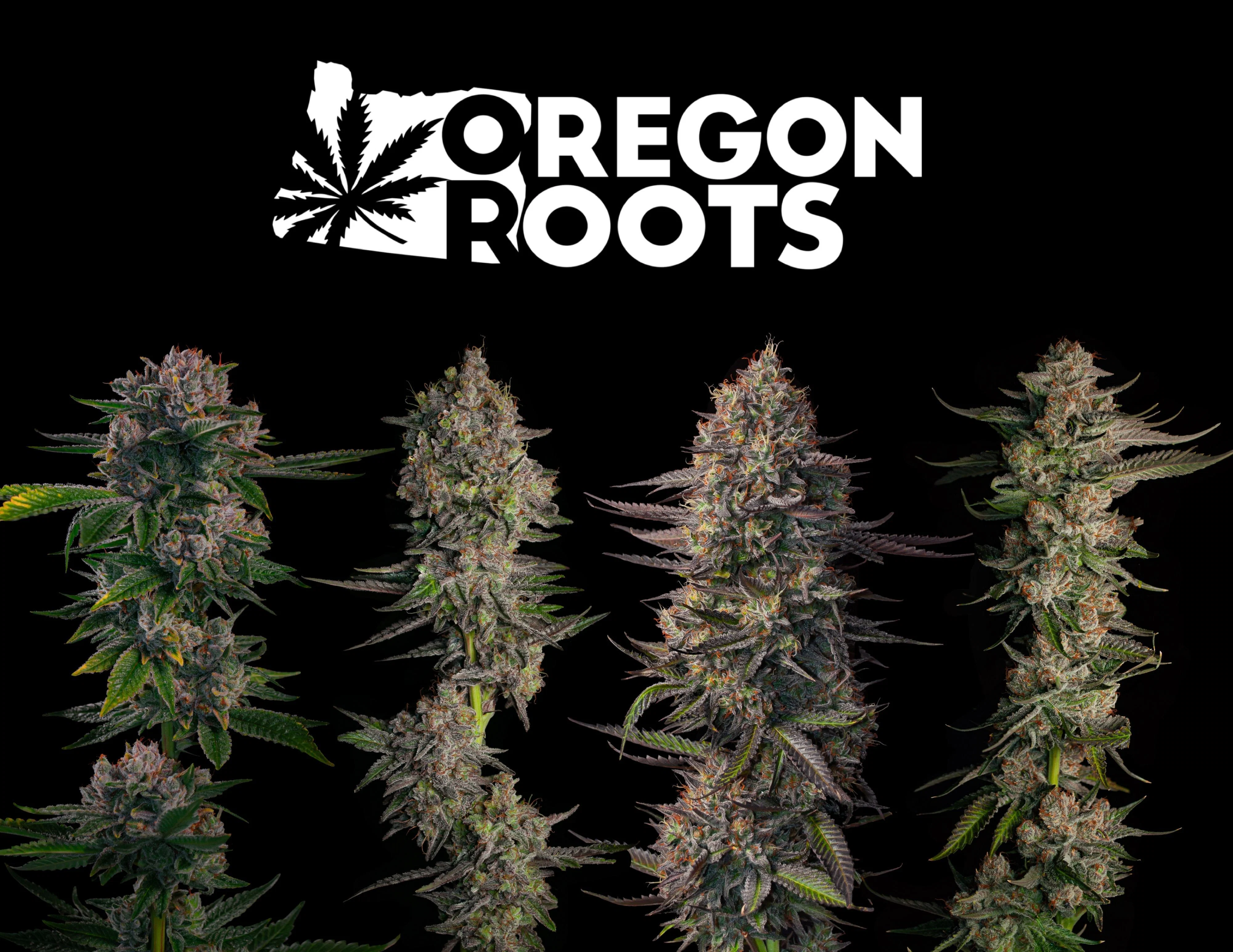 Oregon Roots Products | Weedmaps