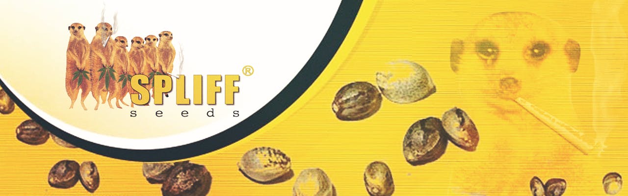 Spliff Seeds brand banner