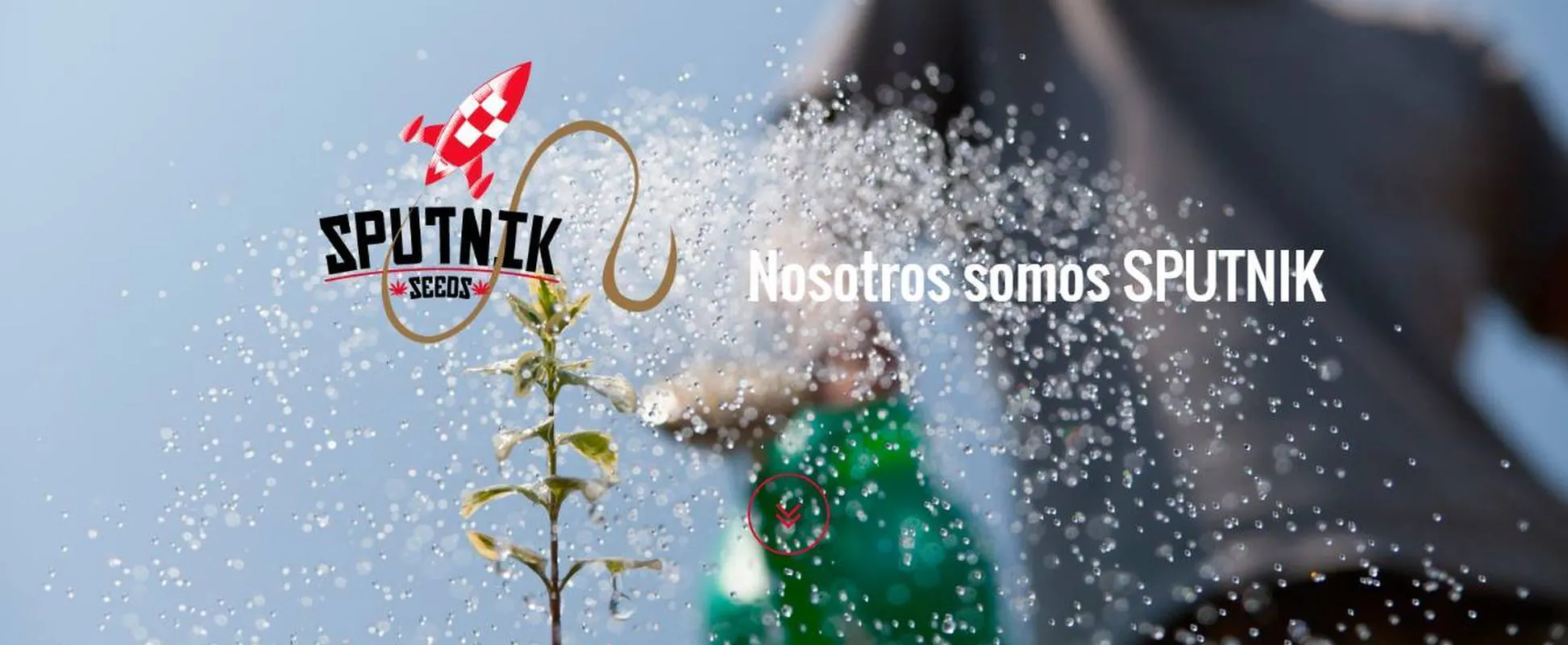 Sputnik Seeds brand banner