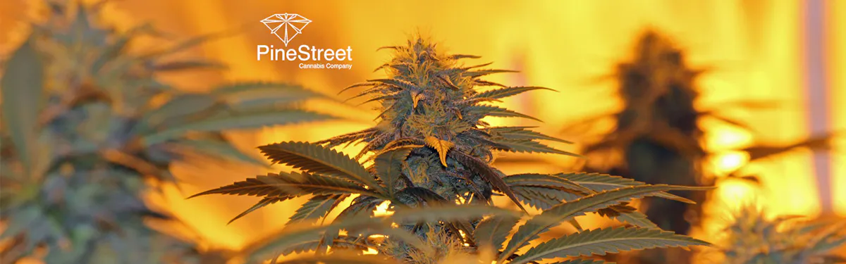 Pine Street Cannabis Company brand banner