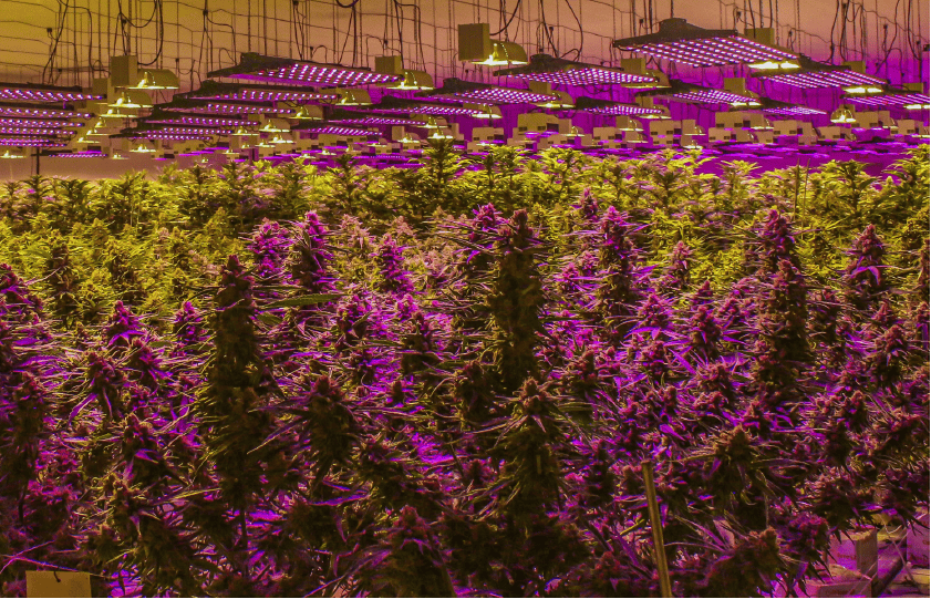 Rochester Farms
