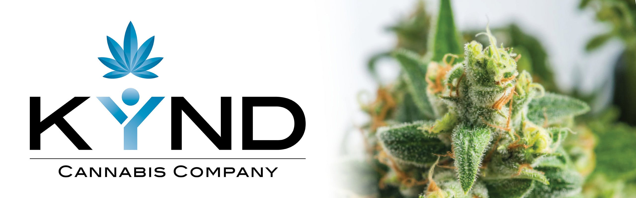 Kynd Cannabis brand banner