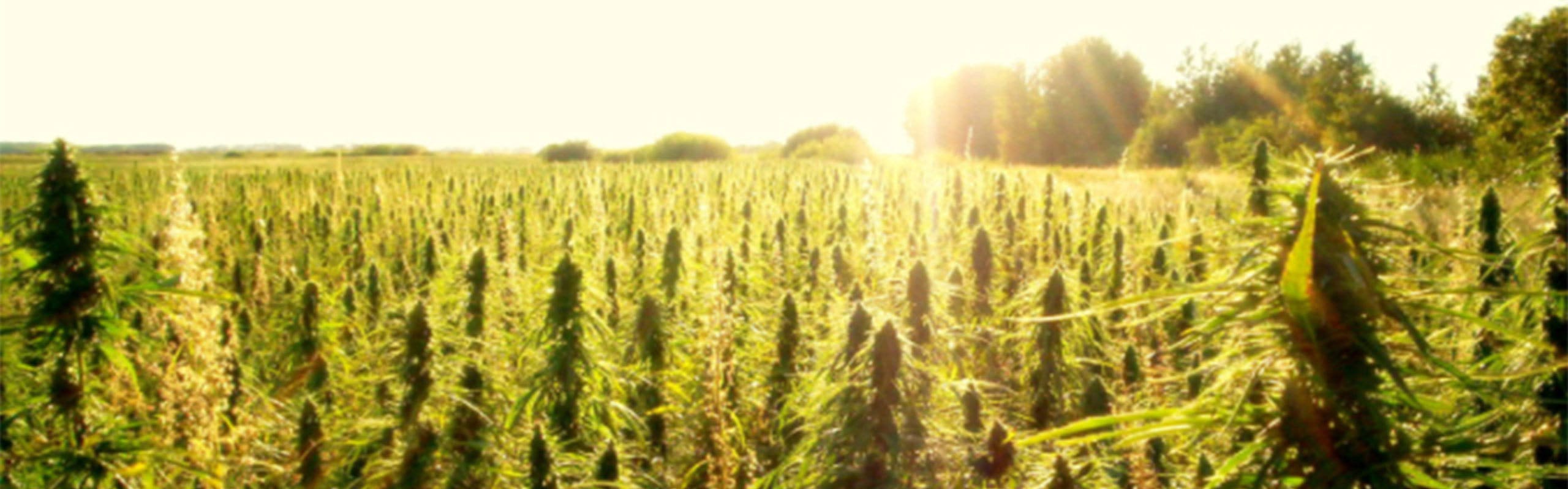 Smile CBD brand banner