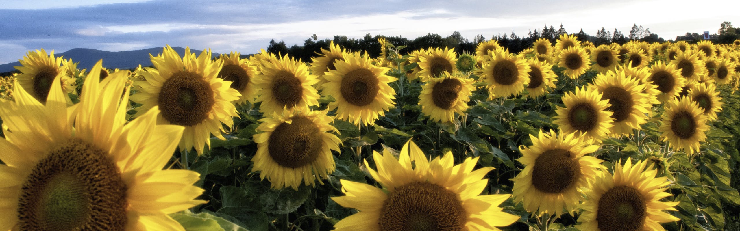 Sonnenfeld - Marie & Anna brand banner