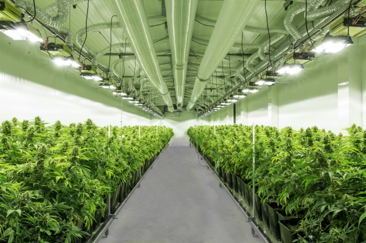 Marry Jane brand banner