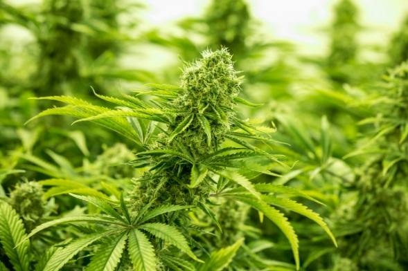 Marry Jane