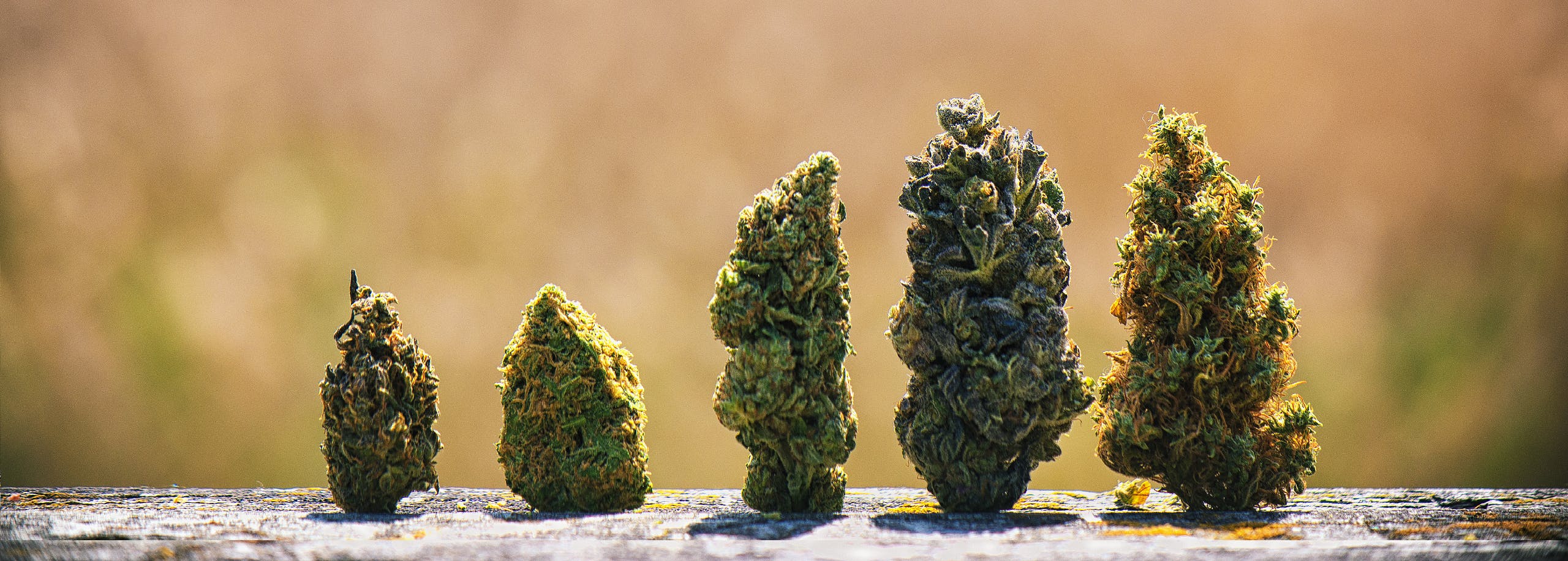 Zur Blüte brand banner