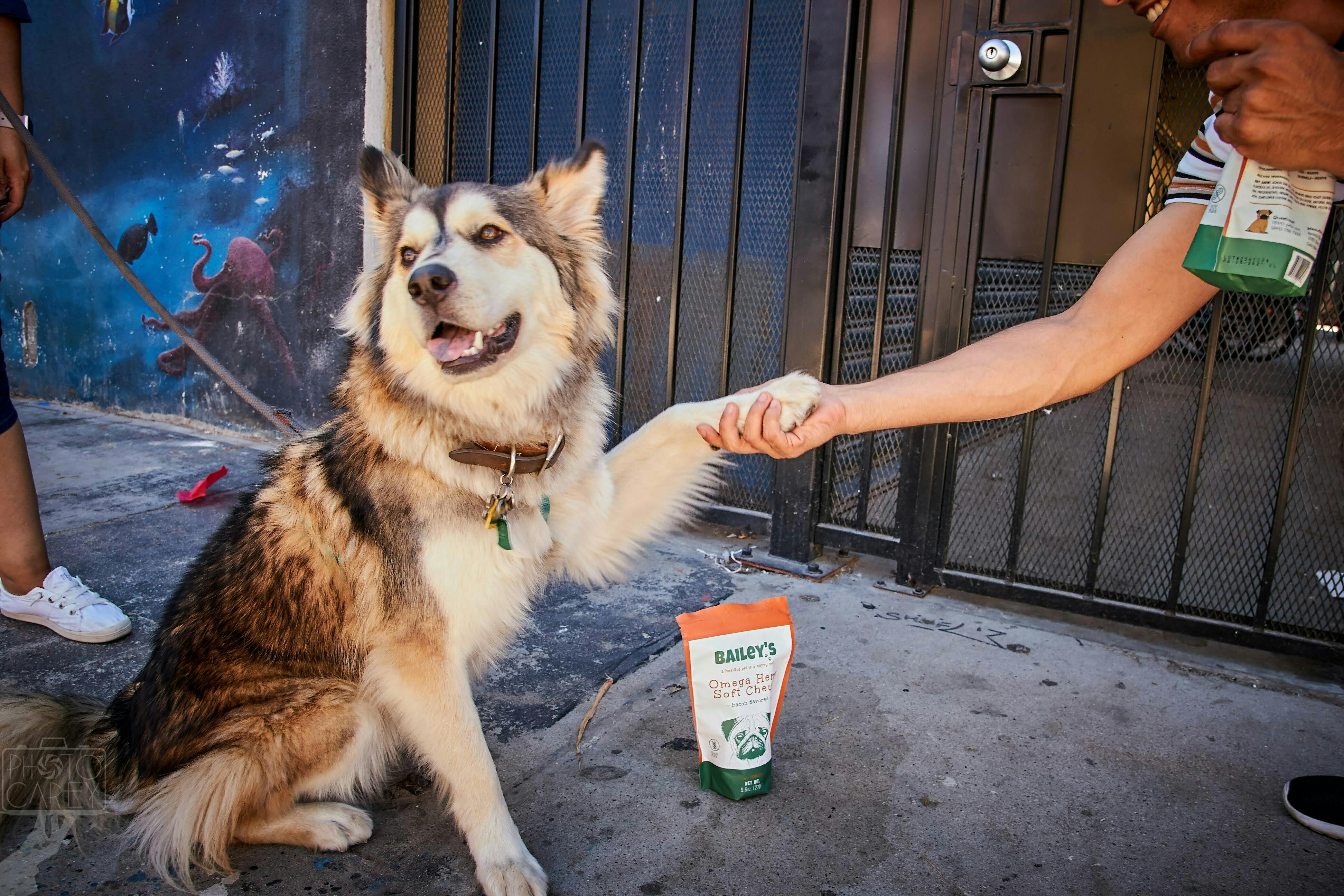 Bailey's CBD