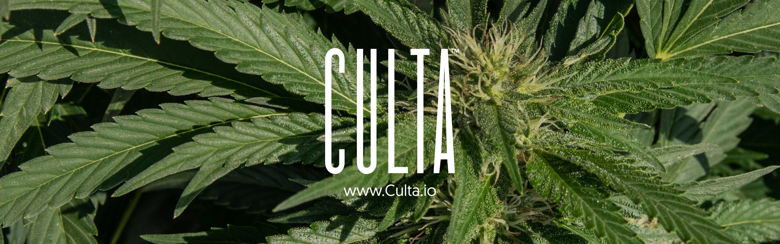 Culta brand banner