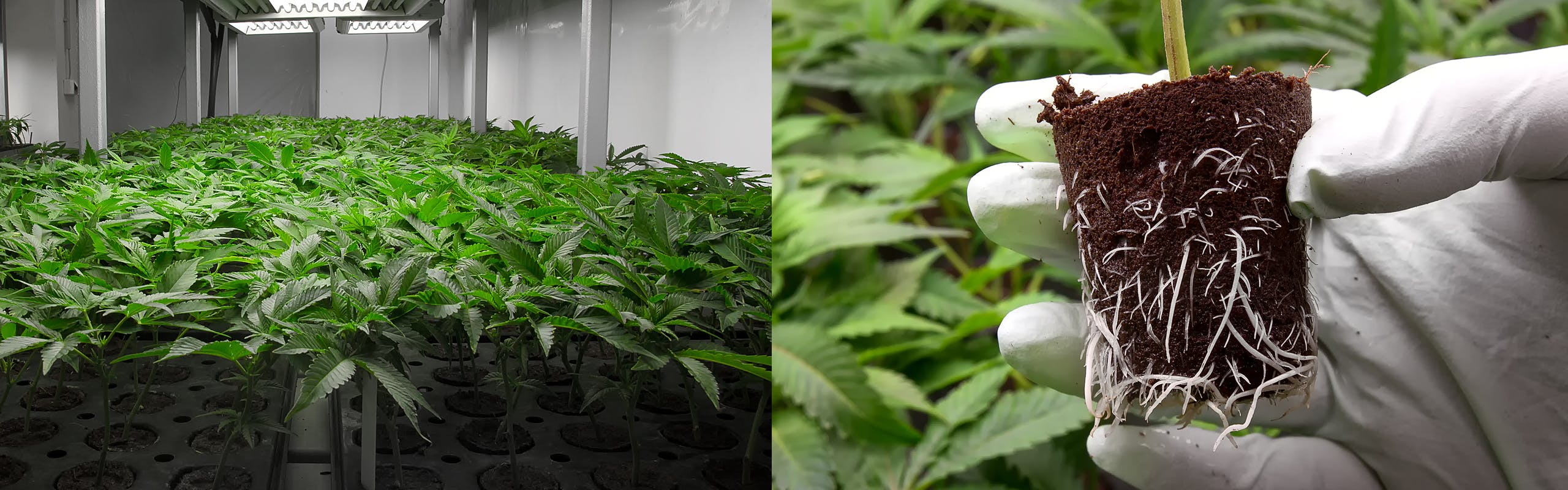 Wunderbaum Expert brand banner