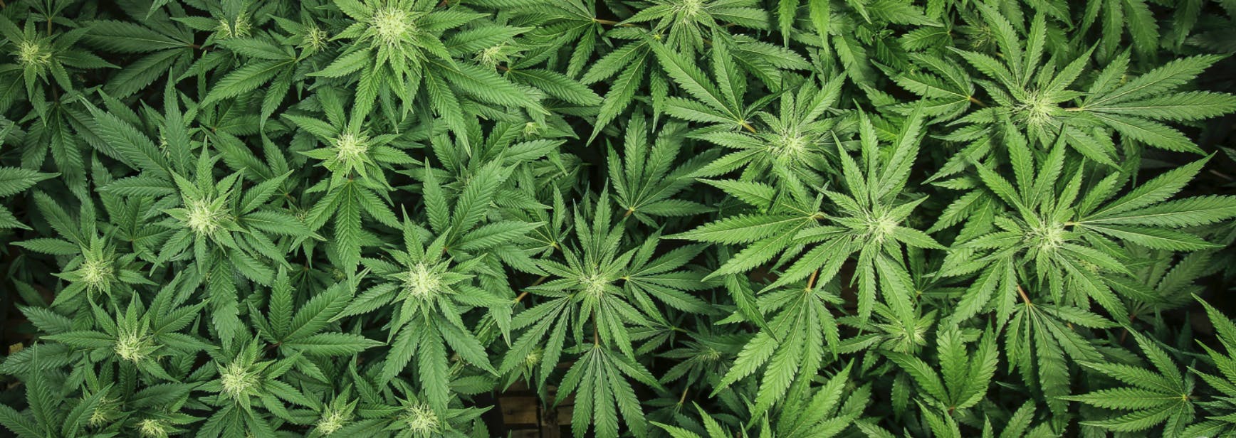 Royal Green CBD brand banner